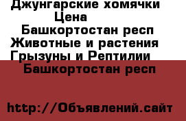 . Джунгарские хомячки › Цена ­ 900 - Башкортостан респ. Животные и растения » Грызуны и Рептилии   . Башкортостан респ.